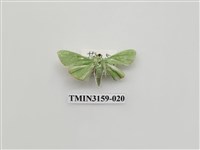 藏品(螟蛾317)的圖片